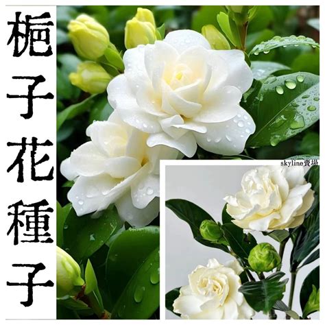 梔子花種子哪裡買|現貨 梔子花種子 濃香型梔子花（種子）特價 梔子花種子 多品種